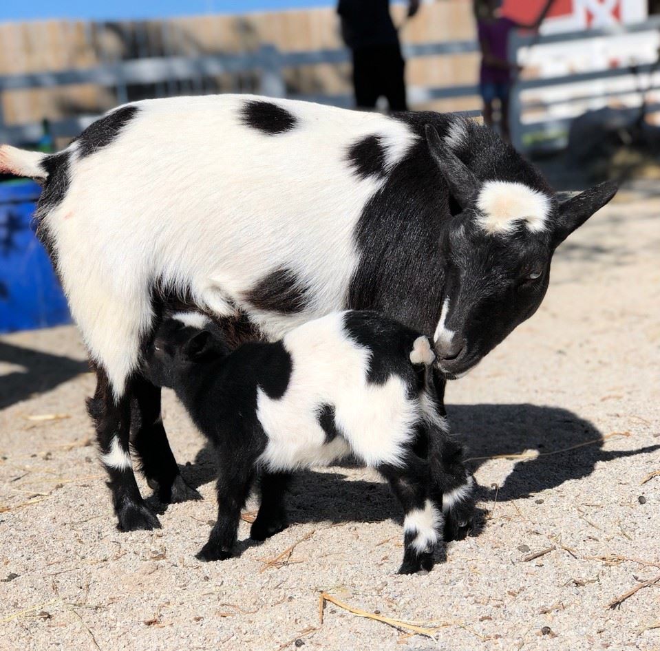 Petal and Baby Brier 2