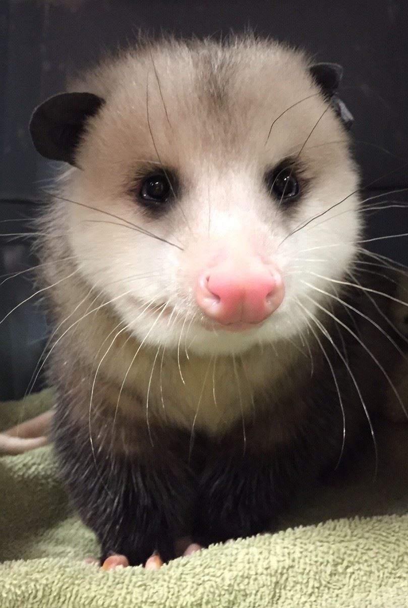 An opossum is standing on a green towel and facing the camera