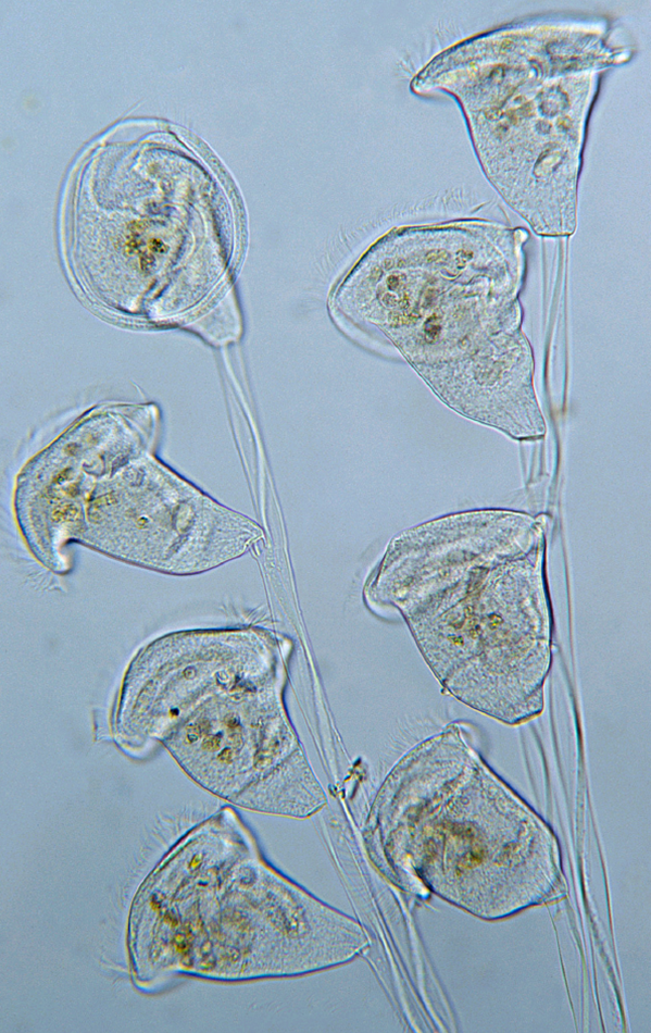 STALKED CILIATES.pub
