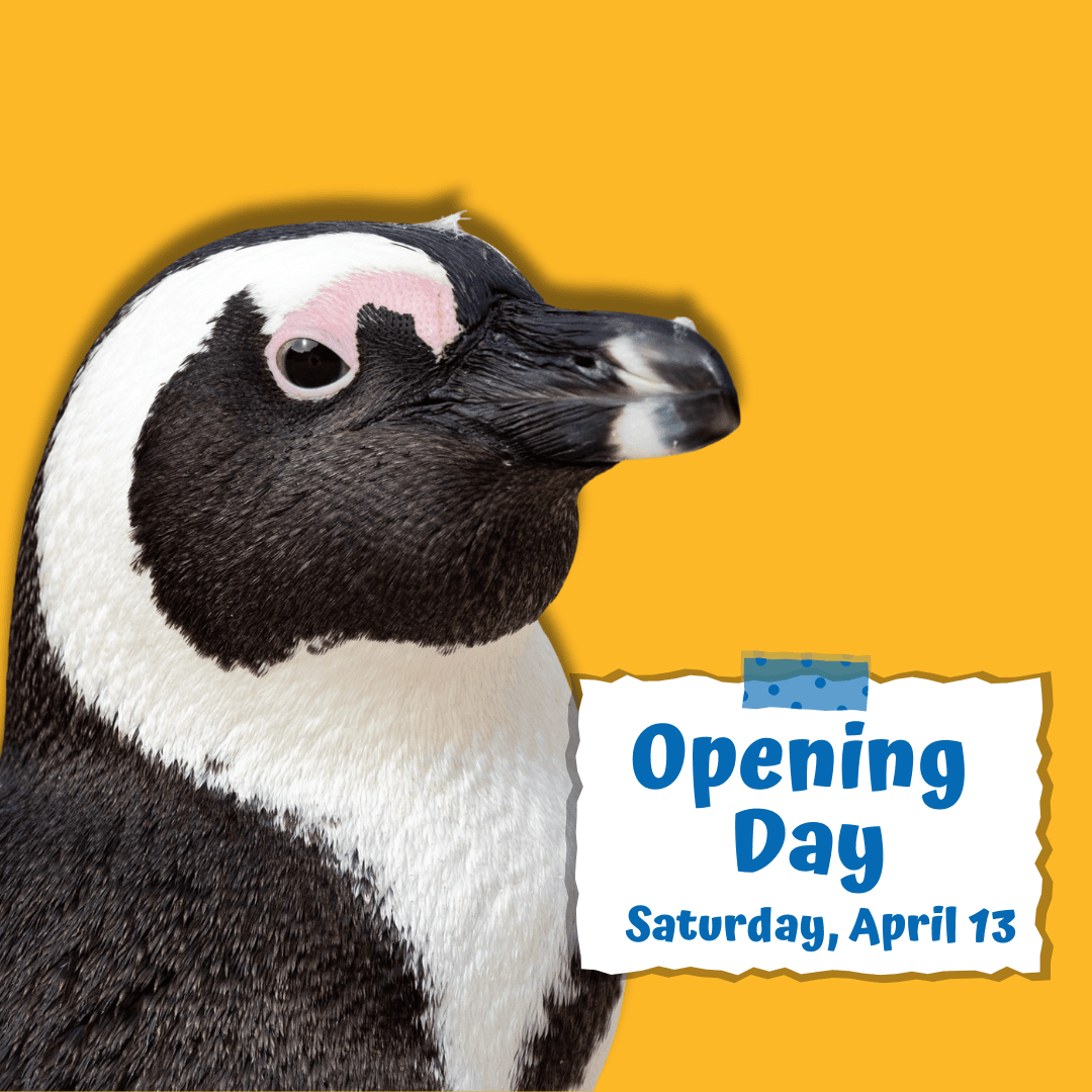 Opening Day (Instagram Post)