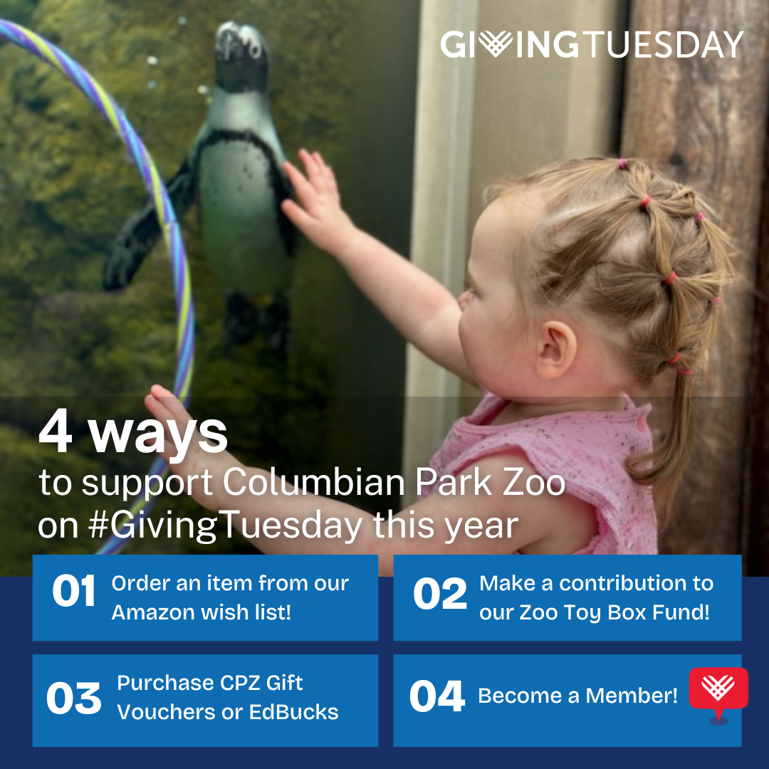 GivingTuesday Checklist Instagram Post in Grey Blue Red Style