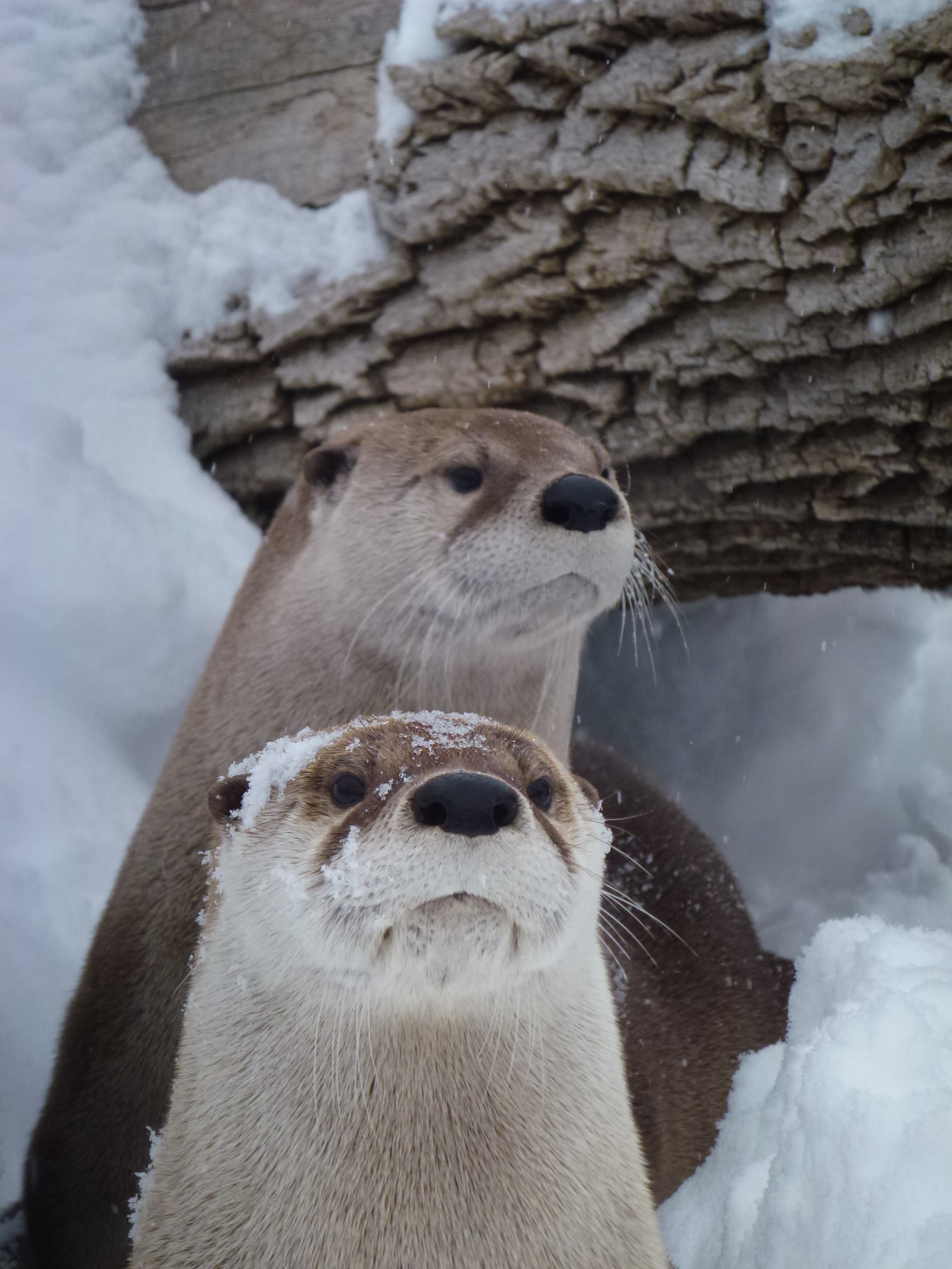 2 otters in snow