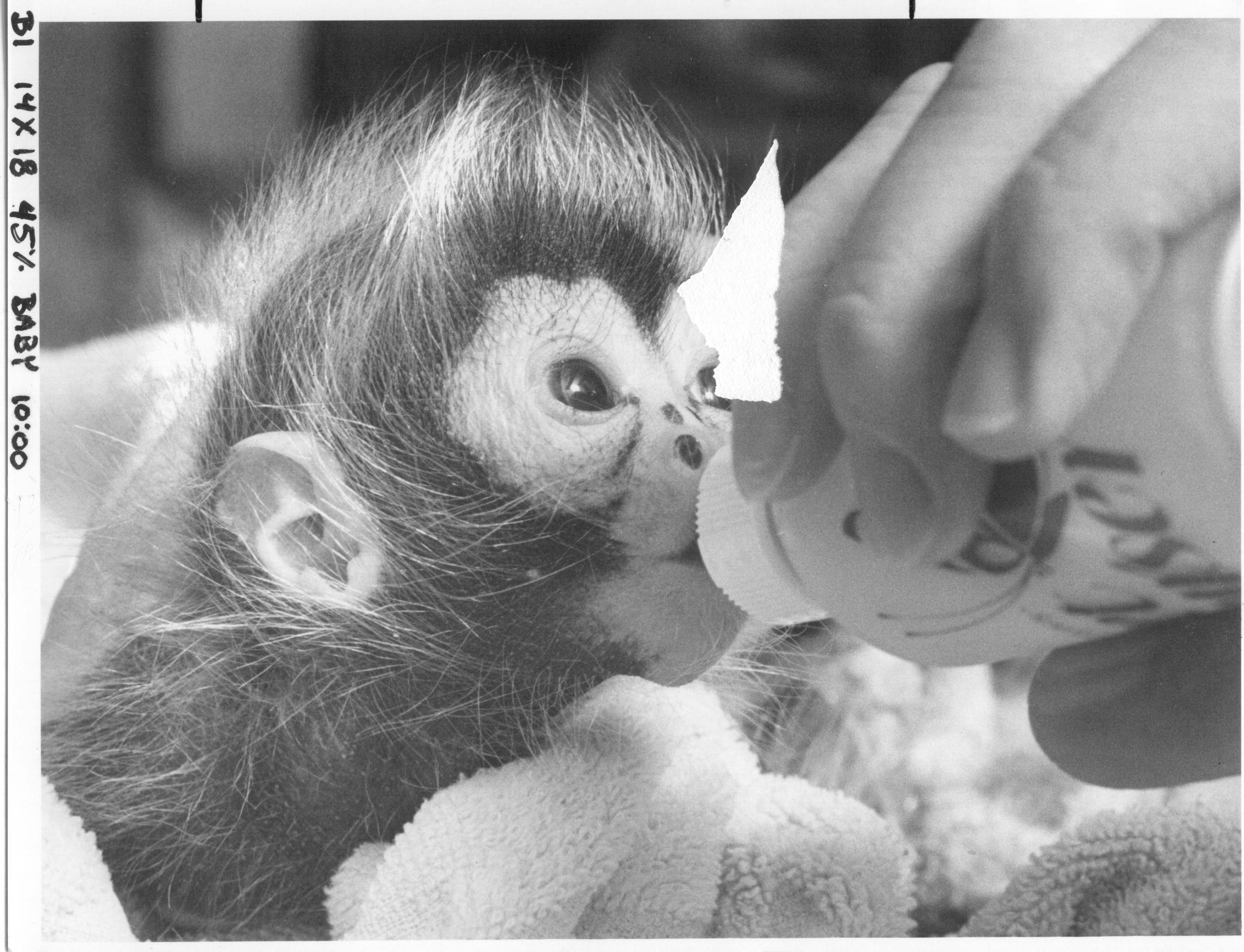 Chiquita spider monkey drinking from  bottle