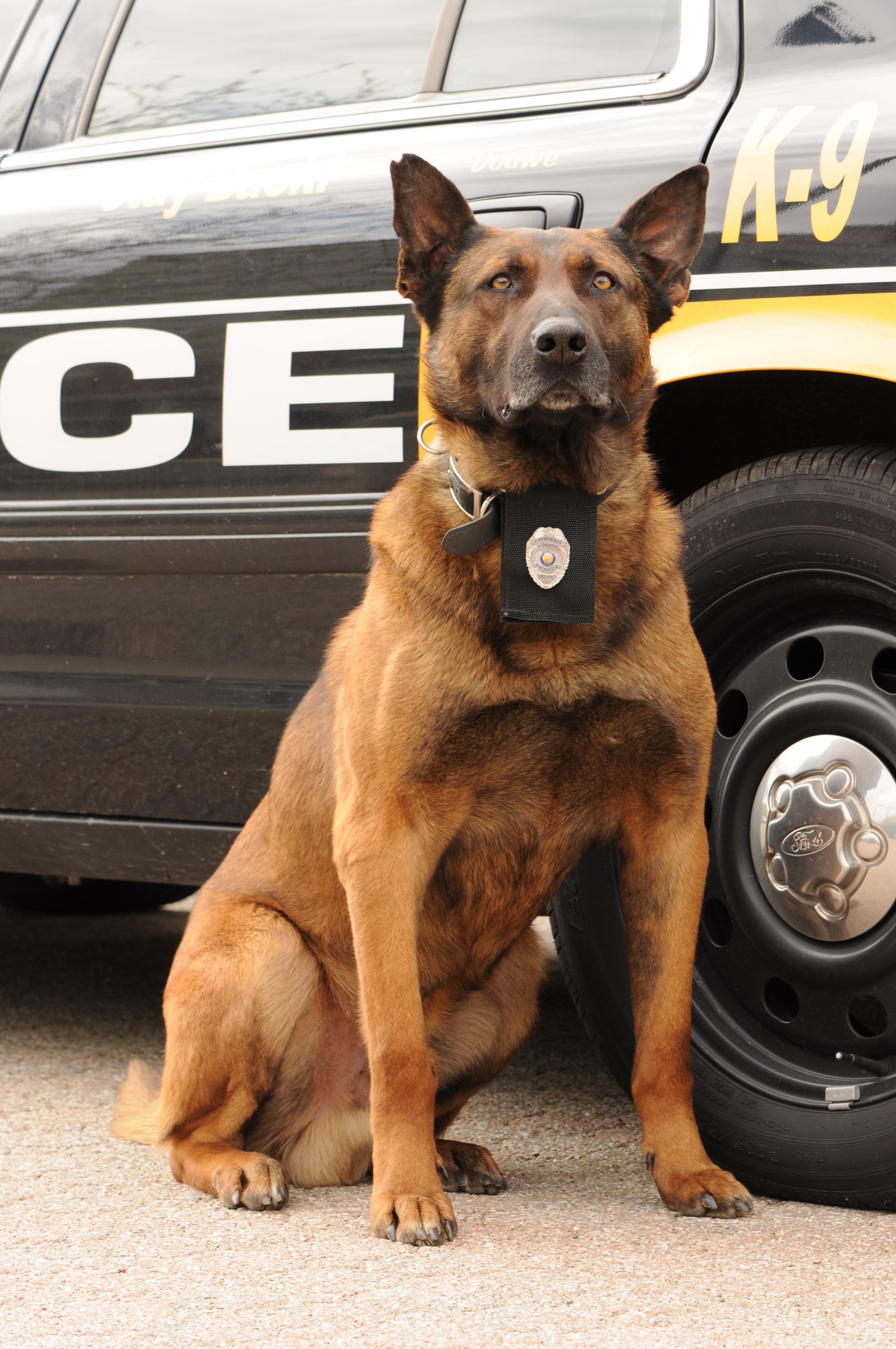K9 Tico