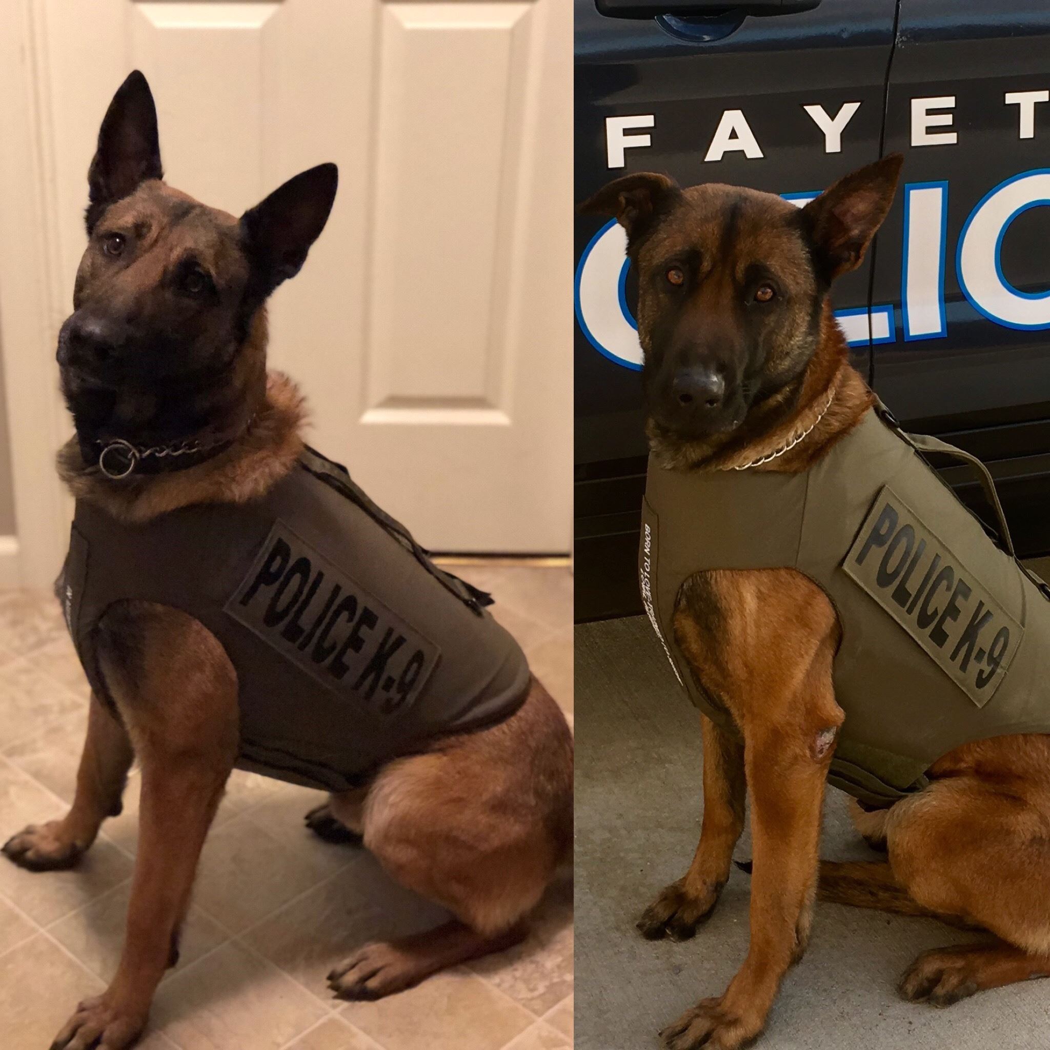 K9 Cezar and K9 Rocky