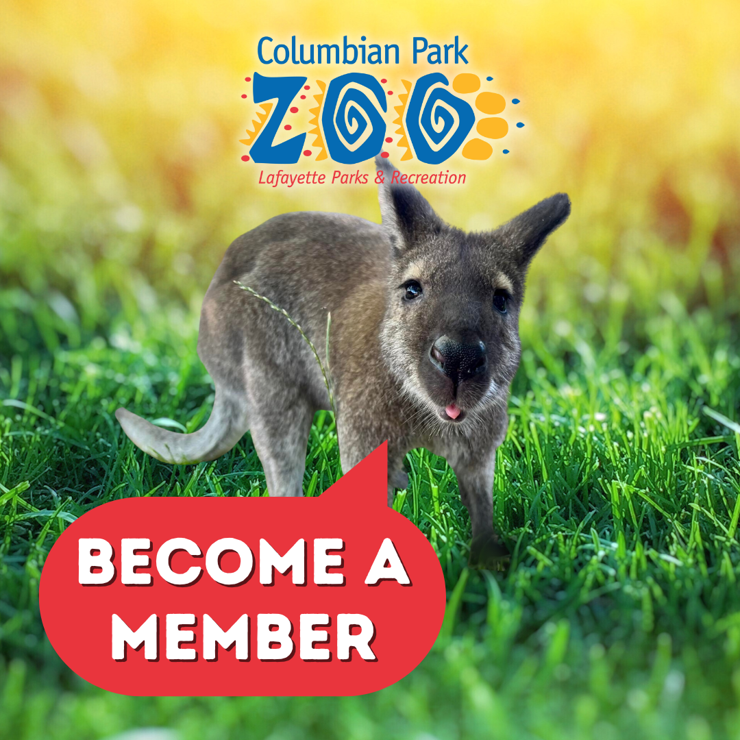 Photo shows a wallaby asking you to "Become a member!" Join our Columbian Park Zoo Membership.
