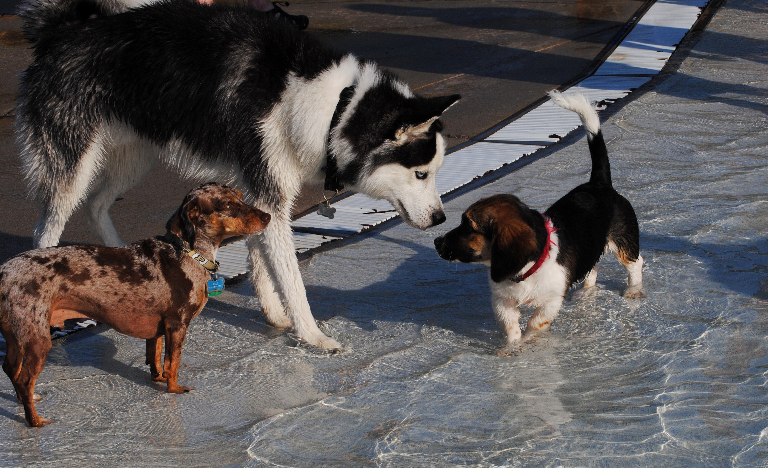 a large dog stands with two small dogs in a pool of water